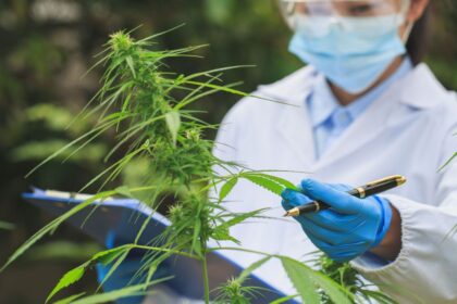 cannabis-terpenes-chronic-pain-relief