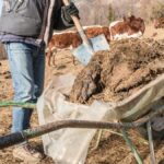 japan cow pat hydrogen