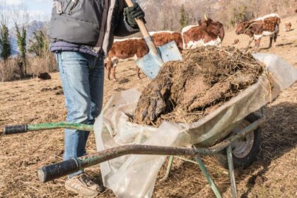 japan cow pat hydrogen