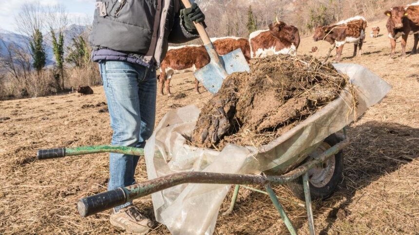 japan cow pat hydrogen