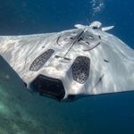 manta ray drone