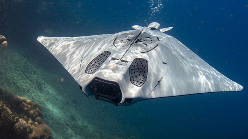 manta ray drone