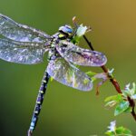 Dragonfly EATS 100 mosquito