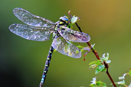 Dragonfly EATS 100 mosquito