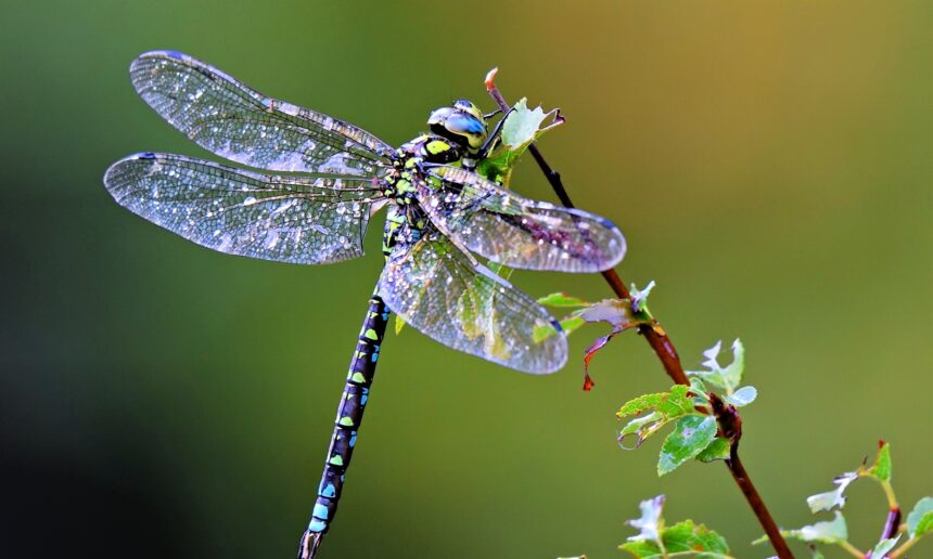 Dragonfly EATS 100 mosquito