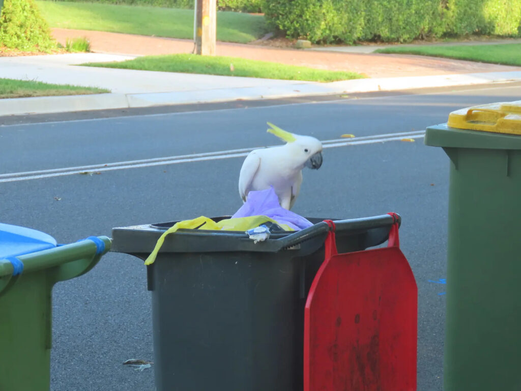 Sulphur-crested cockatoos in western Sydney