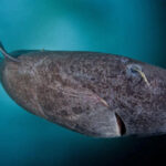 Greenland shark