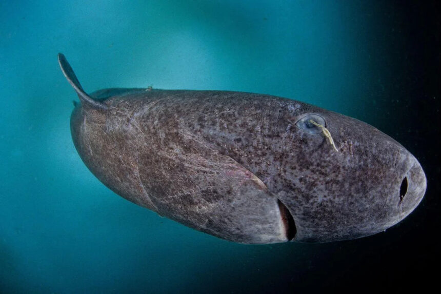 Greenland shark