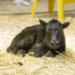 china cloned yak
