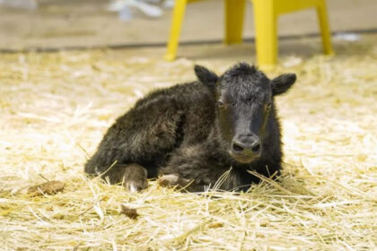 china cloned yak