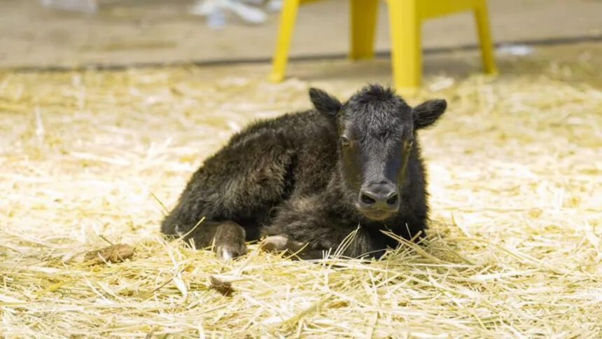 china cloned yak
