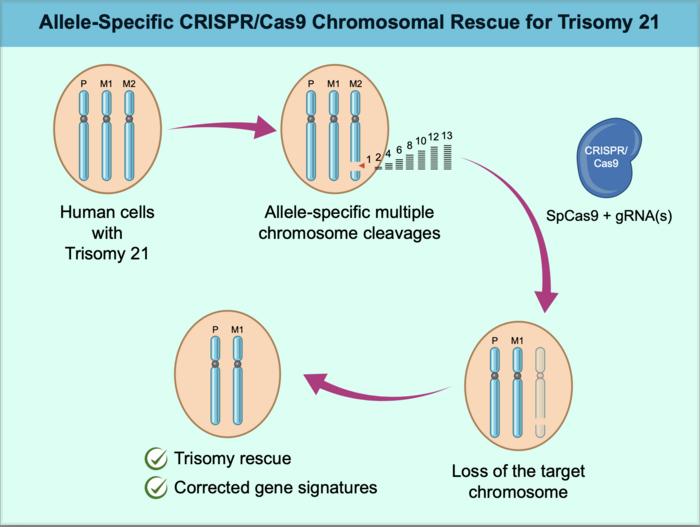 CRISPR Down Syndrome