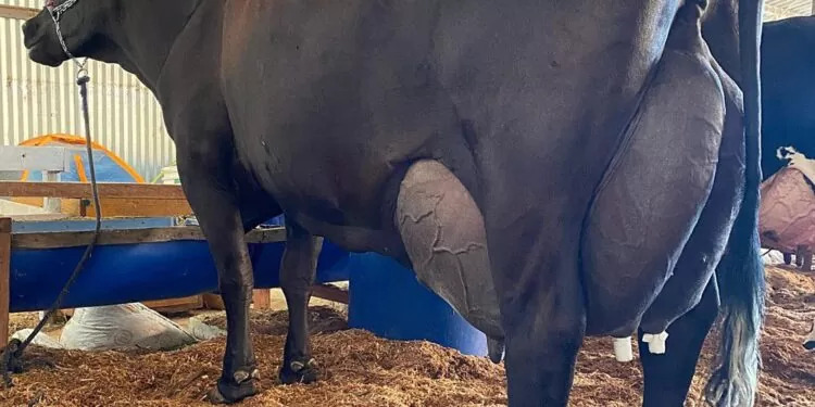 Brazilian Girolando Cow