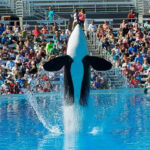 Jessica Radcliffe Killed by orca