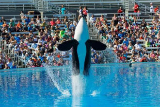 Jessica Radcliffe Killed by orca