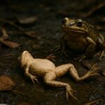 frogs Fake Death