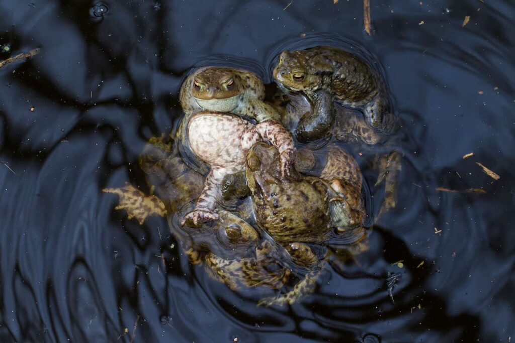 frogs Fake Death