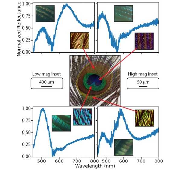 Peacock Feathers Emit Laser Light