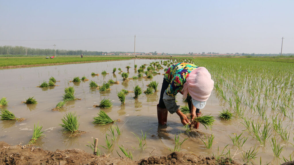 Chinese Scientists Developed Seawater Rice to Feed 200M