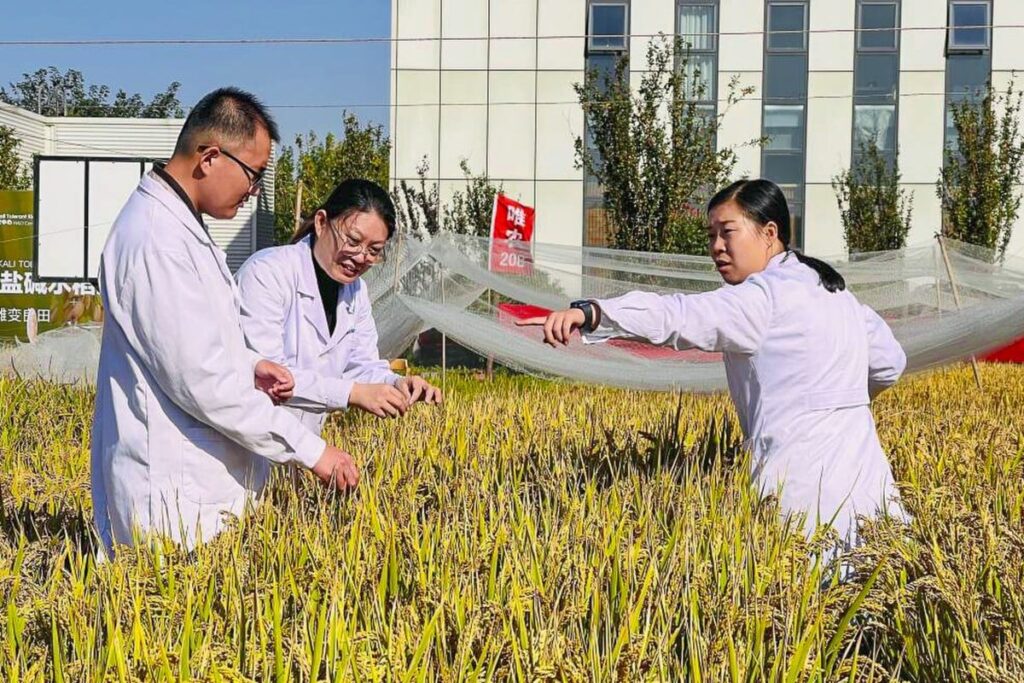 Chinese Scientists Developed Seawater Rice to Feed 200M