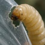 Waxworm Caterpillars Eat Plastic