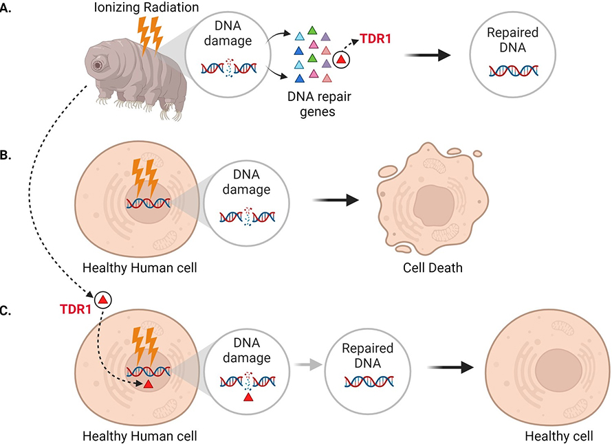 China Experiments With Tardigrade DNA for Super Soldiers
