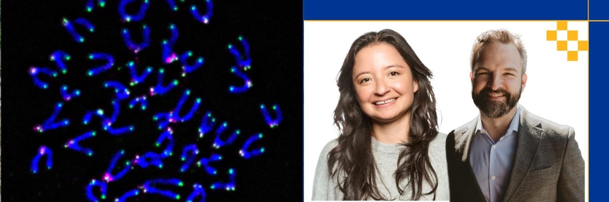 Cancer-fighting T cells