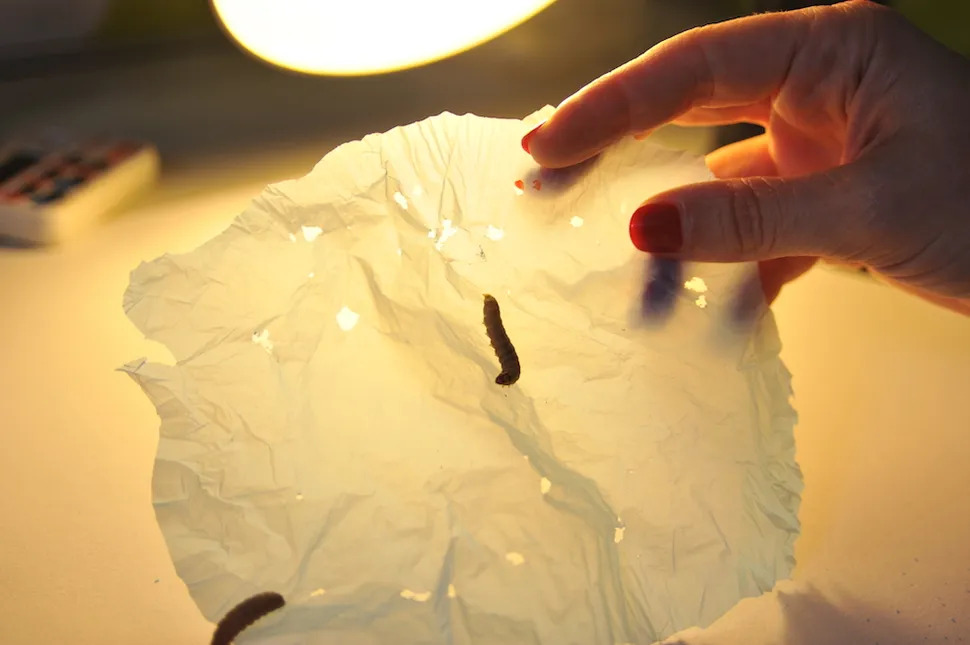 Waxworm Caterpillars Eat Plastic