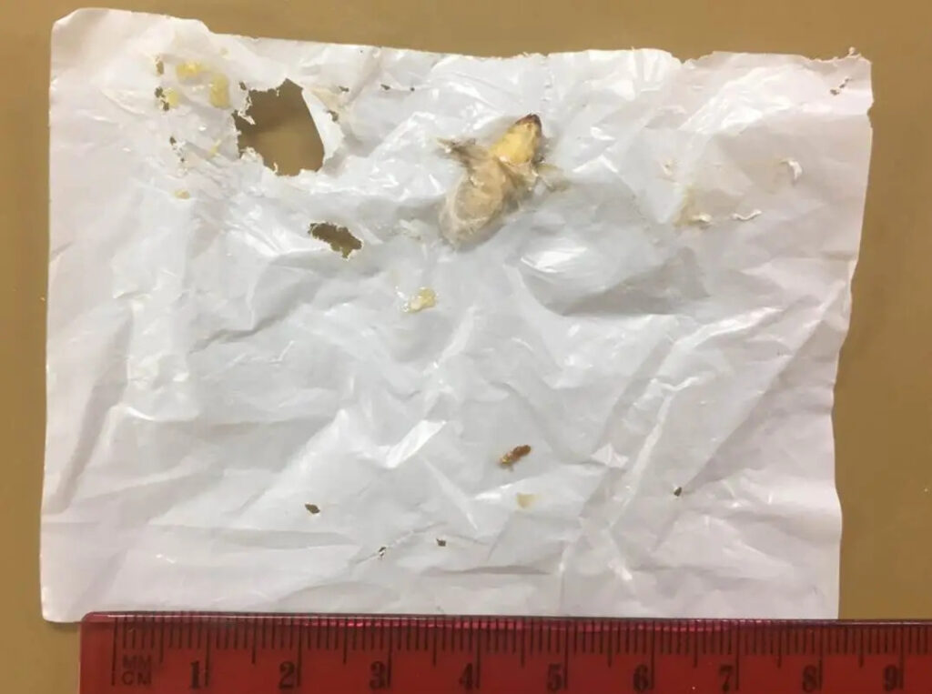 Waxworm Caterpillars Eat Plastic