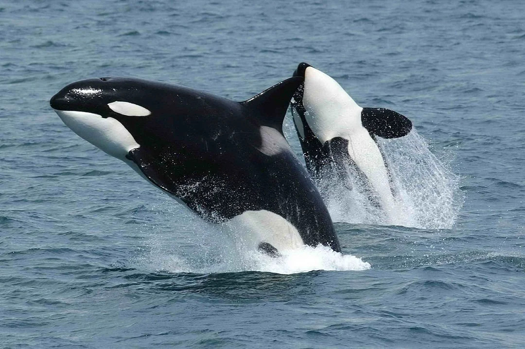 Orcas gifts to humans