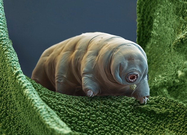 China Experiments With Tardigrade DNA for Super Soldiers