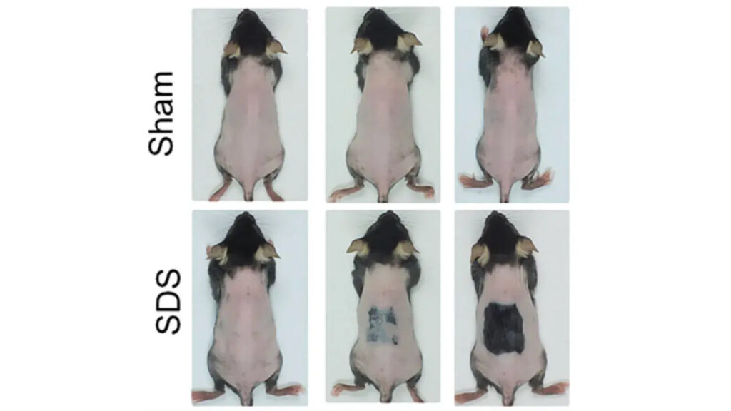 Taiwan hair regrowth serum