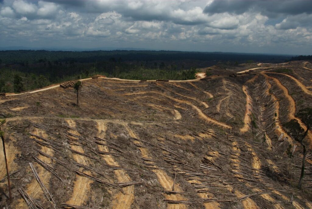 norway ban deforestation