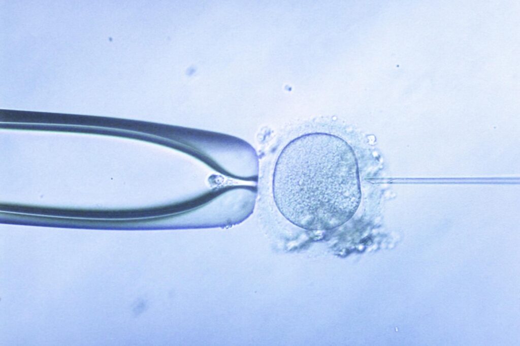 Lab grown human sperm