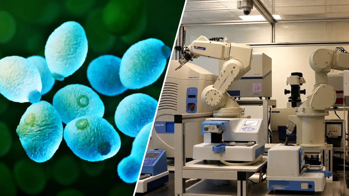 Robot scientist Eve at Chalmers University of Technology with brewer's yeast cells